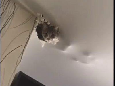 кот порвал натяжной потолок